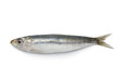 Whole single fresh raw sardine