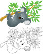 slow-moving Australian koala bear hanging on a branch