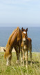 Horses