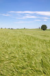 Gerstenfeld (Hordeum) in Bayern