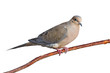 mourning dove on a branch