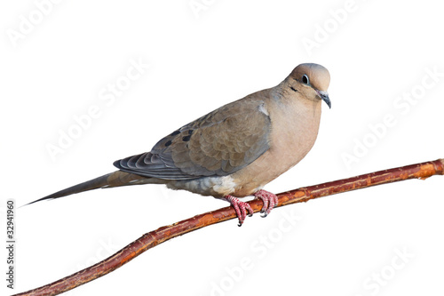 Photo: mourning dove on a branch mourning dove on a branch