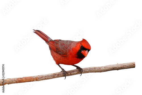 Photo: bright red male cardinal on a branch bright red male cardinal on a branch