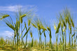 Gerstenfeld (Hordeum) in Bayern