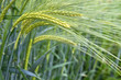 Gerstenfeld (Hordeum) in Bayern