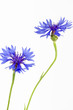 Blühende Kornblumen (Centaurea cyanus), isoliert