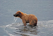 Grizzly on Kodiak Island