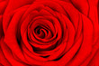 Rote Rose