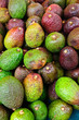 Pile of fresh Avocados in a market stand Pile of fresh Avocados in a market stand