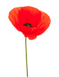 red poppy