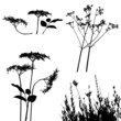 collection, for designers, plant vector collection, for designers, plant vector