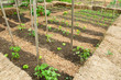 Vegetable Garden Vegetable Garden