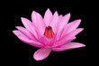 Lotus isolated on black background