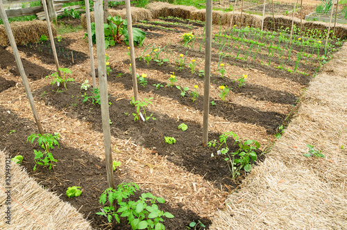 Photo: Vegetable Garden Vegetable Garden