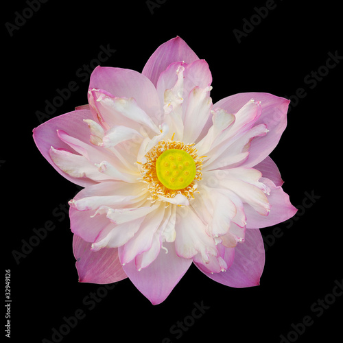 Photo: Lotus isolated on black background Lotus isolated on black background
