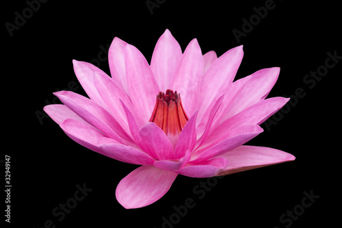 Photo: Lotus isolated on black background Lotus isolated on black background