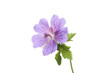 Blue geranium