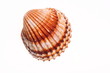 Exotic shell