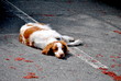 Forgotten Dog