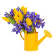 Tulip and Iris Flower Beauty