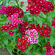 Bartnelken - Dianthus barbatus