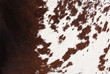 animal fur animal fur