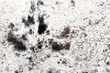 ����: animal fur � malko #32959533