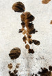 ����: animal fur � malko #32959535