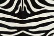 ����: zebra excellent fur � malko #32959536
