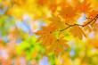 yellow maple leaves