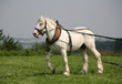 Rückepferd