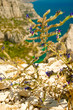 Blaues Blümchen am Wegesrand Blaues Blümchen am Wegesrand