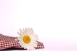 Margerit and a red checked tablecloth