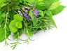 herb