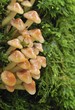 Hongos,Psathyrella multipedata