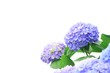 紫陽花