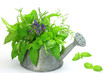 herb which is in the sprinkling can