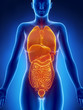 Anatomy of female organs x-ray view