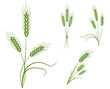 Wheat icons