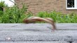 Frosch springt weg