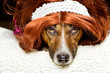 Hund mit Perücke