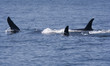 Killer Whales