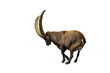 Ibex with clipping path