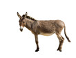 Donkey Donkey