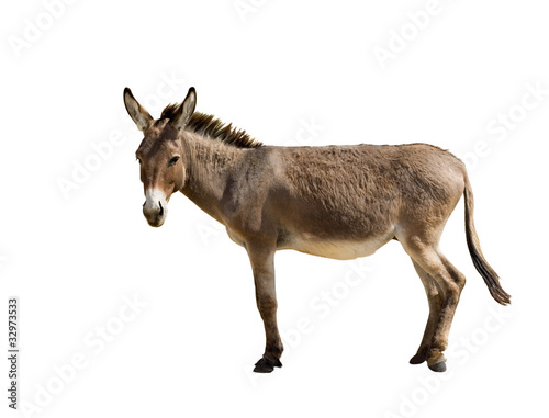 Photo: Donkey Donkey