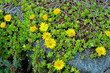 Fetthenne - Sedum