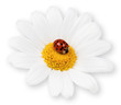 Marienkäfer auf Margerite