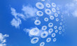 Elements of the social network Elements of the social network