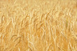 kornfeld 8