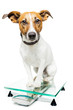 Dog on scale